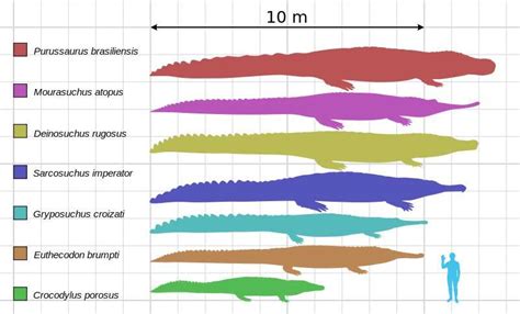 crocodile marin taille record